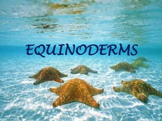 EQUINODERMS
 