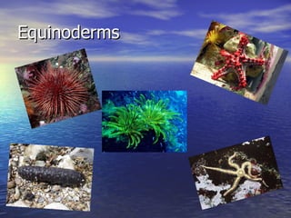 Equinoderms 