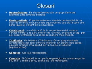 Glosari Deuteròstoms : Els deuteròstoms són un grup d’animals celomats amb simetria bilateral  Pentarradiada : El pentamerisme o simetria pentaradial és un tipus de simetria exclusiva dels equinoderms que els fa tenir cinc parts iguals al voltant de la seva boca.  Cefalització : La cefalització és la concentració del sistema nerviós central a la part anterior de l'animal, originant el cap, per així poder enfrontar-se al medi de manera més eficient.  Triblàstics : Els bilateris (Triblàstics) són un grup d'animals caracteritzats per tenir simetria bilateral. En alguns dels casos aquesta simetria s'ha perdut per la fixació al substrat (equinoderms).  Gàmetes : Cel·lula reproductora. Cambrià : El Cambrià és un període geològic que va començar fa 542 mil i 1 milió d'anys, al final de l'eó Proterozoic  