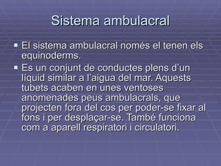 Sistema ambulacral El sistema ambulacral només el tenen els equinoderms. Es un conjunt de conductes plens d’un líquid similar a l’aigua del mar. Aquests tubets acaben en unes ventoses anomenades peus ambulacrals, que projecten fora del cos per poder-se fixar al fons i per desplaçar-se. També funciona com a aparell respiratori i circulatori. 