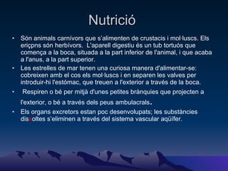 Nutrició  Són animals carnívors que s’alimenten de crustacis i mol·luscs. Els   eriçpns són herbívors.  L'aparell digestiu és un tub tortuós que comença a la boca, situada a la part inferior de l'animal, i que acaba a l'anus, a la part superior. Les estrelles de mar tenen una curiosa manera d'alimentar-se: cobreixen amb el cos els mol·luscs i en separen les valves per introduir-hi l'estómac, que treuen a l'exterior a través de la boca.  Respiren o bé per mitjà d'unes petites brànquies que projecten a l'exterior, o bé a través dels peus ambulacrals .  Els organs excretors estan poc desenvolupats; les substàncies dis s oltes s’eliminen a través del sistema vascular aqüífer. 