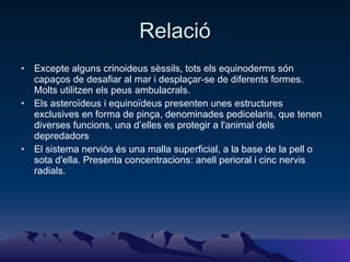 Relació Excepte alguns crinoideus sèssils, tots els equinoderms són capaços de desafiar al mar i desplaçar-se de diferents formes. Molts utilitzen els peus ambulacrals. Els asteroïdeus i equinoïdeus presenten unes estructures exclusives en forma de pinça, denominades pedicelaris, que tenen diverses funcions, una d’elles es protegir a l'animal dels depredadors El sistema nerviós és una malla superficial, a la base de la pell o sota d'ella. Presenta concentracions: anell perioral i cinc nervis radials.  