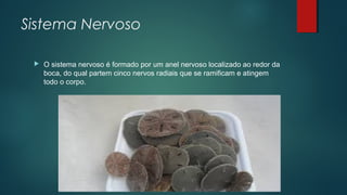 Sistema Nervoso
 O sistema nervoso é formado por um anel nervoso localizado ao redor da
boca, do qual partem cinco nervos radiais que se ramificam e atingem
todo o corpo.
 