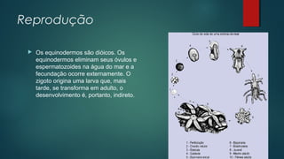 Reprodução
 Os equinodermos são dióicos. Os
equinodermos eliminam seus óvulos e
espermatozoides na água do mar e a
fecundação ocorre externamente. O
zigoto origina uma larva que, mais
tarde, se transforma em adulto, o
desenvolvimento é, portanto, indireto.
 