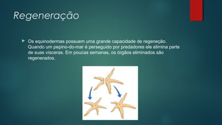 Regeneração
 Os equinodermas possuem uma grande capacidade de regeneção.
Quando um pepino-do-mar é perseguido por predadores ele elimina parte
de suas vísceras. Em poucas semanas, os órgãos eliminados são
regenerados.
 