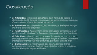 Classificação
 a) Asteroidea: têm corpo achatado, com forma de estrela e
dotado de 5 a 50 braços. Locomovem-se sobre o leito oceânico e
são carnívoros. Exemplos: estrelas-do-mar.
 b) Echinoidea: seu corpo é circular, sem braços. Exemplos: ouriço-
do-mar e bolacha-da-praia.
 c) Holothuroidea: Apresentam corpo alongado, semelhante a um
pepino, e não têm braços. Exemplo: pepino-do-mar (ou holotúria).
 d) Crinoidea: animais com o corpo em forma de taça, com cinco
prolongamentos que parecem plumas longas e flexíveis. A maioria
dos representantes vive fixa ao fundo. Exemplo: lírios-do-mar.
 e) Ophiuroidea: é o maior grupo dos equinodermos. Corpo
achatado, com braços flexíveis bem distintos, unidos a um disco
central. Exemplo: serpente-do-mar.
 