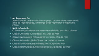  M- Regeneração:
Apesar de ser bem evoluído esse grupo de animais apresenta alta
taxa de regeneração, um braço pode regenerar o organismo
inteiro.
 N- Divisão do filo:
O filo dos equinodermos apresenta-se dividido em cinco classes:
 Classe Crinoidea (Crinóidea): ex.: Lírios do mar
 Classe Ophiuroidea (Ofiuróidea): ex.: serpentes-do-mar
 Classe Asteroidea (Asteróidea): ex.: estrelas-do-mar
 Classe Echinoidea (Equinóidea): ex.: ouriços-do-mar
 Classe Holothuroidea (Holoturóidea): ex.: pepinos-do-mar
 
