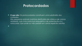 Protocordados
 O que são: Os protocordados constituem uma subdivisão dos
cordados.
São pequenos animais marinhos destituídos de crânio e de coluna
vertebral, cuja única estrutura esquelética de sustentação é a
notocorda, que pode ou não persistir em certas espécies adultas

 