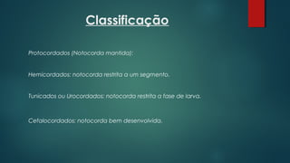 Classificação
Protocordados (Notocorda mantida):
Hemicordados: notocorda restrita a um segmento.
Tunicados ou Urocordados: notocorda restrita a fase de larva.
Cefalocordados: notocorda bem desenvolvida.
 