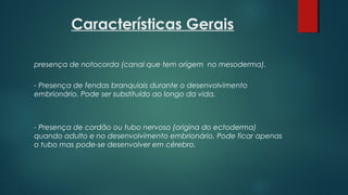 Características Gerais
presença de notocorda (canal que tem origem  no mesoderma).
- Presença de fendas branquiais durante o desenvolvimento
embrionário. Pode ser substituído ao longo da vida.
- Presença de cordão ou tubo nervoso (origina do ectoderma)
quando adulto e no desenvolvimento embrionário. Pode ficar apenas
o tubo mas pode-se desenvolver em cérebro.
 