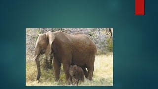 Equinordemo e protacordado