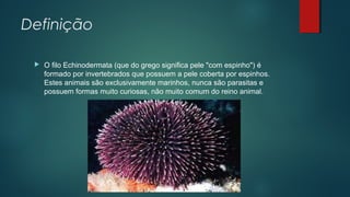 Definição
 O filo Echinodermata (que do grego significa pele "com espinho") é
formado por invertebrados que possuem a pele coberta por espinhos.
Estes animais são exclusivamente marinhos, nunca são parasitas e
possuem formas muito curiosas, não muito comum do reino animal.
 