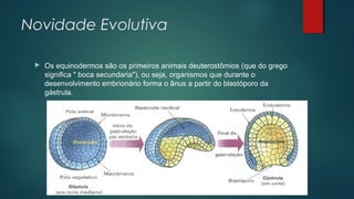 Novidade Evolutiva
 Os equinodermos são os primeiros animais deuterostômios (que do grego
significa " boca secundaria"), ou seja, organismos que durante o
desenvolvimento embrionário forma o ânus a partir do blastóporo da
gástrula.
 