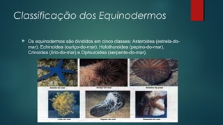 Classificação dos Equinodermos
 Os equinodermos são divididos em cinco classes: Asteroidea (estrela-do-
mar), Echinoidea (ouriço-do-mar), Holothuroidea (pepino-do-mar),
Crinoidea (lírio-do-mar) e Ophiuroidea (serpente-do-mar).
 
