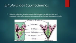 Estrutura dos Equinodermos
 Os equinodermos possuem um endoesqueleto calcário, ou seja, um
esqueleto interno formado por placas calcárias, independentes ou móveis.
 