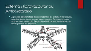 Sistema Hidrovascular ou
Ambulacrario
 A principal características dos equinodermos é o sistema hidrovascular,
pois eles são os únicos animais que o possuem. Ele possui diversas
funções como locomoção, fixação do animal, captura de alimentos, as
trocas gasosas e a excreção.
 