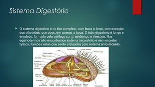 Sistema Digestório
 O sistema digestório é do tipo completo, com boca e ânus, com exceção
dos ofiuróides, que possuem apenas a boca. O tubo digestório é longo e
enrolado, formado pelo esôfago curto, estômago e intestino. Nos
equinodermos não encontramos sistema circulatório e nem excretor
típicos, funções estas que serão efetuadas pelo sistema ambulácrario.
 