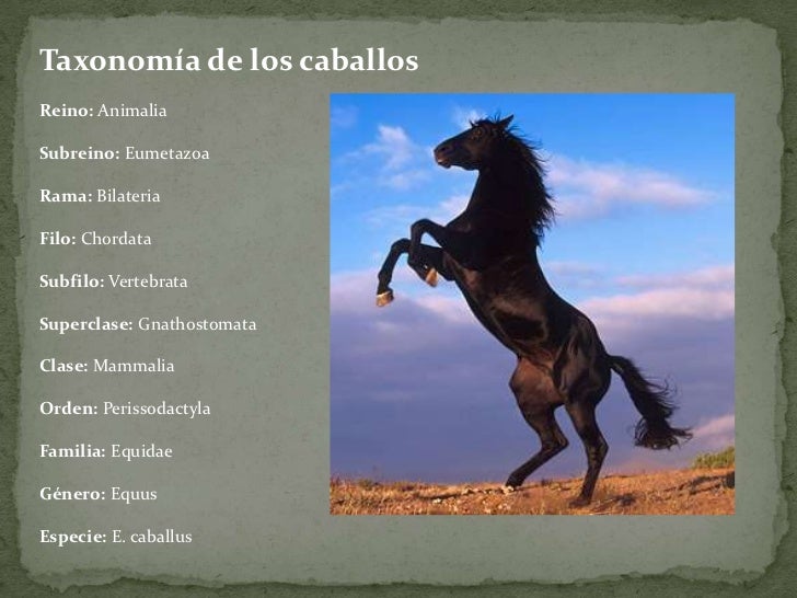 Resultado de imagen para taxonomia del caballo