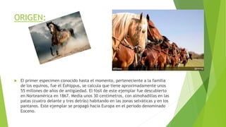 ORIGEN:
 El primer especimen conocido hasta el momento, perteneciente a la familia
de los equinos, fue el Eohippus, se calcula que tiene aproximadamente unos
55 millones de años de antigüedad. El fósil de este ejemplar fue descubierto
en Norteamérica en 1867. Medía unos 30 centímetros, con almohadillas en las
patas (cuatro delante y tres detrás) habitando en las zonas selváticas y en los
pantanos. Este ejemplar se propagó hacia Europa en el periodo denominado
Eoceno.
 