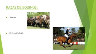 RAZAS DE EQUINOS:
 CRIOLLO
 POLO ARGENTINO
 