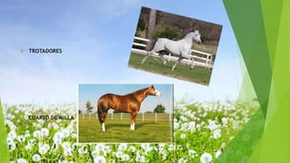  TROTADORES
 CUARTO DE MILLA
 