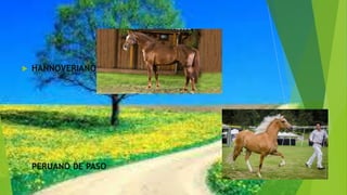 HANNOVERIANO
 PERUANO DE PASO
 
