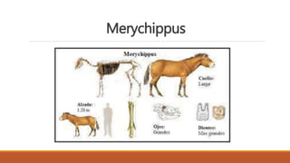 Merychippus
 