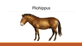 Pliohippus
 