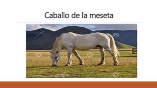 Caballo de la meseta
 