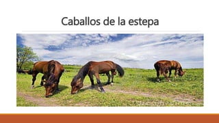Caballos de la estepa
 