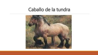Caballo de la tundra
 