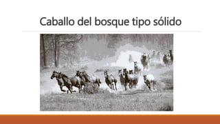 Caballo del bosque tipo sólido
 