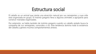 Estructura social
El caballo es un animal que siente una atracción natural por sus semejantes y cuya vida
esta organizada en grupo. El instinto gregario lleva a algunos animales a agruparse para
construir manadas organizadas.
Por extensión, se habla también de instinto gregario cuando un caballo aislado busca la
compañía de sus semejantes, conocidos o no. Esta tendencia domina toda la existencia
del caballo y genera muchos comportamientos anexos.
 