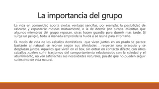 La importancia del grupo
La vida en comunidad aporta ciertas ventajas sencillas, por ejemplo: la posibilidad de
rascarse y espantarse moscas mutuamente, o la de dormir por turnos. Mientras que
algunos miembros del grupo reposan, otras hacen guardia para dormir mas tarde. Si
surge un peligro, toda la manada emprende la huida o se reúne para afrontarlo.
EL modo de vida de los caballos domésticos que viven juntos en un prado se parece
bastante al natural: se reúnen según sus afinidades , respetan una jerarquía y se
desplazan juntos. Aquellos que viven en el box, sin entrar en contacto directo con otros
caballos ,suelen sufrir trastornos del comportamiento relacionados con la soledad y el
aburrimiento, no ven satisfechas sus necesidades naturales, puesto que no pueden seguir
su instinto de vida natural.
 