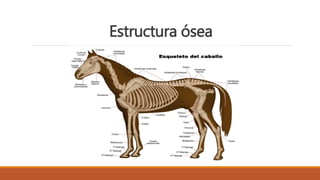 Estructura ósea
 
