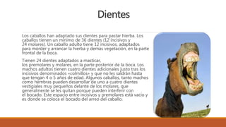 Dientes
Los caballos han adaptado sus dientes para pastar hierba. Los
caballos tienen un mínimo de 36 dientes (12 incisivos y
24 molares). Un caballo adulto tiene 12 incisivos, adaptados
para morder y arrancar la hierba y demás vegetación, en la parte
frontal de la boca.
Tienen 24 dientes adaptados a masticar,
los premolares y molares, en la parte posterior de la boca. Los
machos adultos tienen cuatro dientes adicionales justo tras los
incisivos denominados «colmillos» y que no les saldrán hasta
que tengan 4 o 5 años de edad. Algunos caballos, tanto machos
como hembras pueden desarrollar de uno a cuatro dientes
vestigiales muy pequeños delante de los molares, que
generalmente se les quitan porque pueden interferir con
el bocado. Este espacio entre incisivos y premolares está vacío y
es donde se coloca el bocado del arreo del caballo.
 