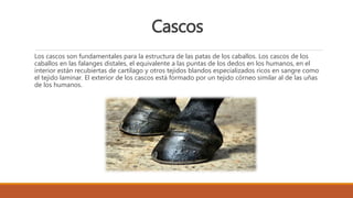 Cascos
Los cascos son fundamentales para la estructura de las patas de los caballos. Los cascos de los
caballos en las falanges distales, el equivalente a las puntas de los dedos en los humanos, en el
interior están recubiertas de cartílago y otros tejidos blandos especializados ricos en sangre como
el tejido laminar. El exterior de los cascos está formado por un tejido córneo similar al de las uñas
de los humanos.
 