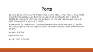 Porte
La altura de los caballos, como en los demás cuadrúpedos, se mide hasta la cruz, donde
encuentran las escápulas, es decir el punto donde se une el cuello con el lomo del
caballo. Se elige como referencia este punto por ser una altura estable que no puede
subir o bajar como la cabeza o el cuello.
El tamaño de los caballos varía considerablemente entre las distintas razas, y también
está influido por la nutrición. Según su porte las razas de caballo suelen dividirse en tres
grupos:
pesados o de tiro
ligeros o de silla
ponis y razas miniatura.
 