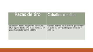 Razas de tiro Caballos de silla
Los caballos de silla más grandes tienen una
altura a partir de 157 cm y llegan hasta 173 cm,
pesando alrededor de 500 a 600 kg
Las razas de tiro o pesadas miden generalmente
de 163 a 183 cm y pueden pesar entre 700 y
1000 kg.
 