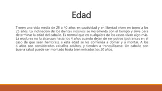 Edad
Tienen una vida media de 25 a 40 años en cautividad y en libertad viven en torno a los
25 años. La inclinación de los dientes incisivos se incrementa con el tiempo y sirve para
determinar la edad del caballo. Es normal que en cualquiera de los casos vivan algo más.
La madurez no la alcanzan hasta los 4 años cuando dejan de ser potros (potrancas en el
caso de que sean hembras), a esta edad se les comienza a domar y a montar. A los
4 años son considerados caballos adultos, y tienden a tranquilizarse. Un caballo con
buena salud puede ser montado hasta bien entrados los 20 años.
 