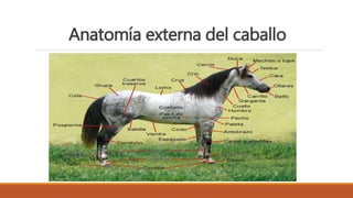 Anatomía externa del caballo
 