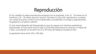 Reproducción
En los caballos la etapa reproductiva empieza con la pubertad, a los 15 - 24 meses en la
hembras y 14 - 18 meses para los machos. Durante su vida ciclo reproductivo cumplen
con varias funciones como lo son el desarrollo y la pubertad, el cortejo y apareamiento,
la gestación y el parto o aborto.
El ciclo estral depende del fotoperiodo ya que las yeguas son hembras poliestricas
estacionales. El ciclo estral dura 21 días y la hembra permanece en celo por un lapso de
5 días. La ovulación se da entre las 12 y 36 horas de haberse iniciado el celo.
La gestación dura entre 335 y 350 días.
 
