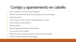 Cortejo y apareamiento en caballo
1. Mira a la hembra en celo de manera insistente
2. Relincha constantemente de manera prolongada y con mucha energía
3. Levanta las orejas
4. Trata de mostrar mayor volumen corporal doblando su cuello
5. Abre los ojos de manera excesiva
6. Dilata los ollares
7. Marcha elegantemente delante de la hembra
8. Se acerca de frente a la yegua
9. Olfatea los ollares, el cuello, las axilas y el bajo vientre de la yegua
10. Lame los miembros posteriores de la yegua
 