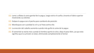 11) Lame y olfatea la zona genital de la yegua, luego estira el cuello y levanta el labio superior
mostrando sus dientes
12) Golpea la yegua con el pecho para cambiarla de posición
13) Mordisquea con suavidad la crin y se frota contra ella
14) La erección del cabello aumenta cuando más guiña la vulva de la yegua
15) El semental se excita más cuando la hembra aparta la cola y deja el paso libre, ya que esto
significa que la sumisión es total, eliminando completamente el temor
 