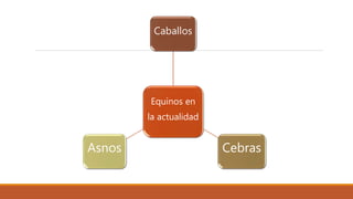 Equinos en
la actualidad
Caballos
CebrasAsnos
 
