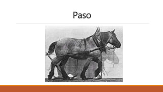 Paso
 