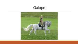 Galope
 