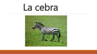 La cebra
 