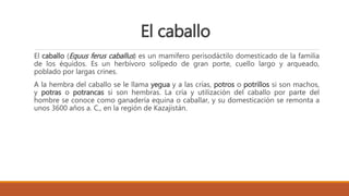 El caballo
El caballo (Equus ferus caballus) es un mamífero perisodáctilo domesticado de la familia
de los équidos. Es un herbívoro solípedo de gran porte, cuello largo y arqueado,
poblado por largas crines.
A la hembra del caballo se le llama yegua y a las crías, potros o potrillos si son machos,
y potras o potrancas si son hembras. La cría y utilización del caballo por parte del
hombre se conoce como ganadería equina o caballar, y su domesticación se remonta a
unos 3600 años a. C., en la región de Kazajistán.
 
