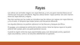 Rayas
Las cebras son animales negros con rayas blancas, y con una gran mancha blanca en el
vientre que sirve para camuflarse. Algunas cebras tienen "rayas sombra" de color marrón
entre las rayas blancas y negras.
Hay tres razones por las cuales se considera que las cebras son negras con rayas blancas,
y no al revés, ni tampoco que todas tienen una frecuencia diferente.
Los équidos blancos no podrían sobrevivir en las llanuras y bosques de África.
El quagga, una subespecie extinta de la cebra común, tiene las típicas rayas en la parte
anterior del cuerpo, pero una parte posterior oscura.
Cuando la región entre las rayas pigmentadas pasa a ser demasiado ancha, aparecen
rayas secundarias, como si se estuviera debilitando la supresión.
 